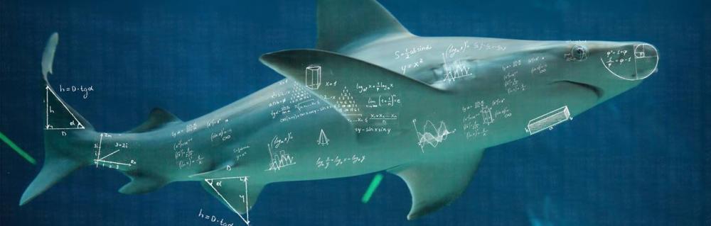 et billede af en haj, hvor der er tegnet ligninger på