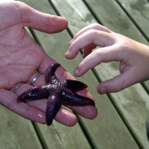 Hånd med sø-stjerne