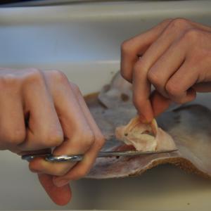 dissektion af fisk